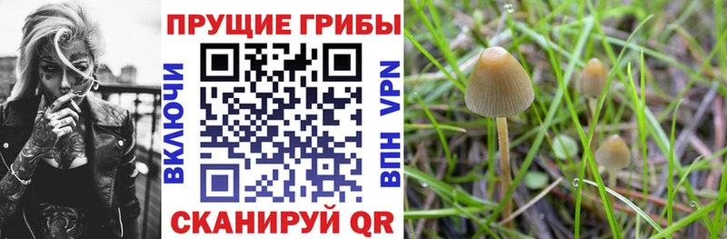Псилоцибиновые грибы Magic Shrooms  MEGA как зайти  Киселёвск 